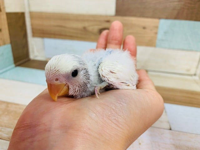 コザクラインコ（小桜インコ）