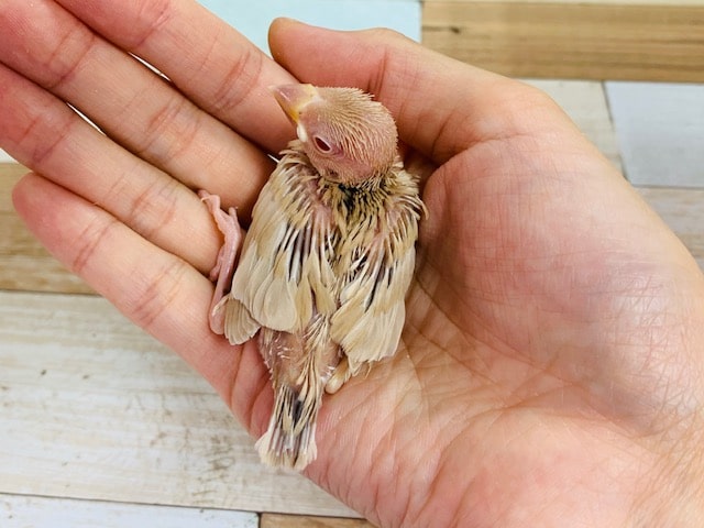 シナモン文鳥