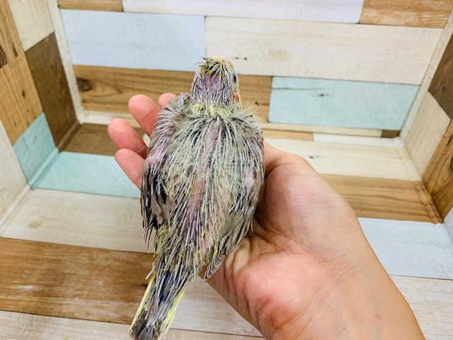 オカメインコ
