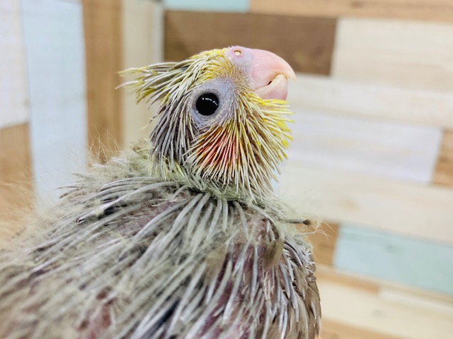 オカメインコ