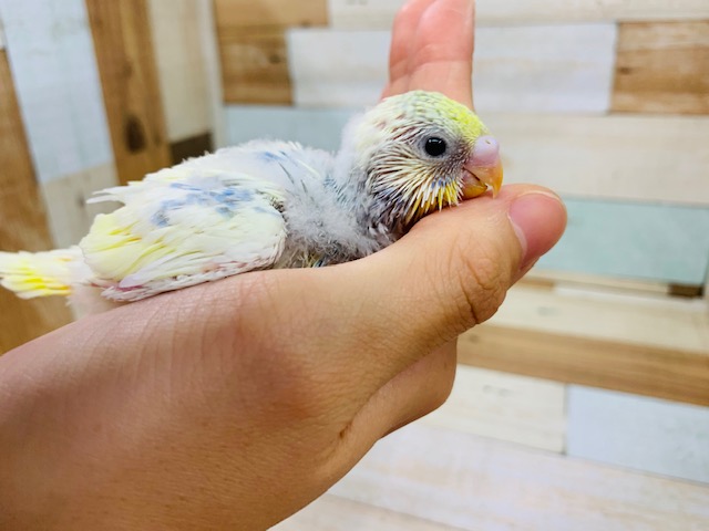セキセイインコ