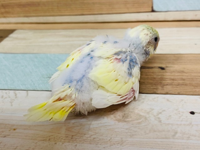 セキセイインコ