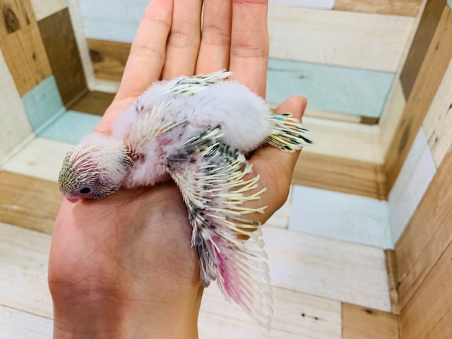 セキセイインコ