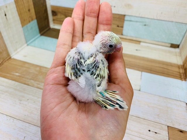 セキセイインコ