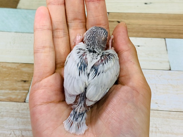シルバー文鳥