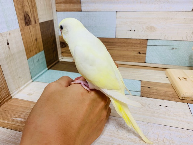 セキセイインコ