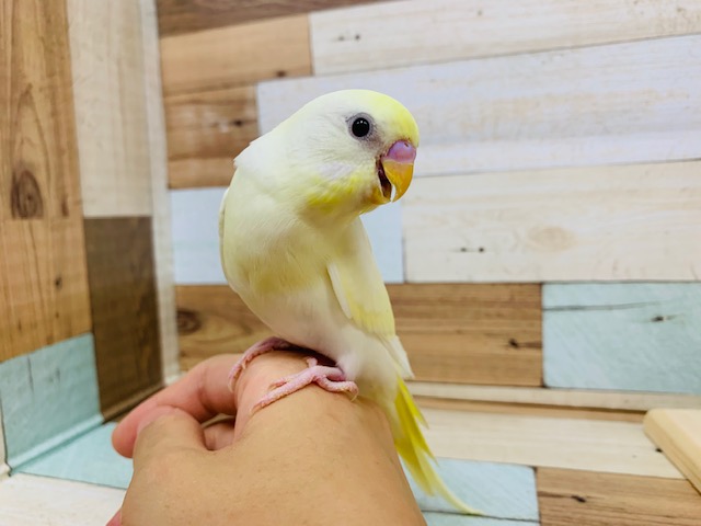 セキセイインコ