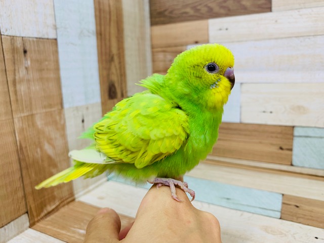 セキセイインコ
