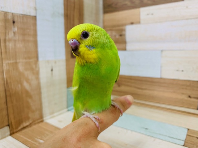 セキセイインコ