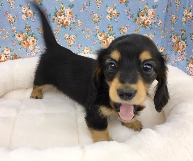 ミニチュアダックス