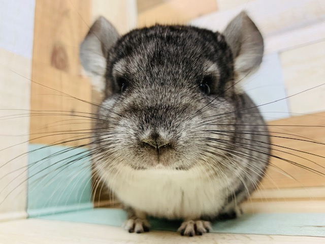 チンチラ