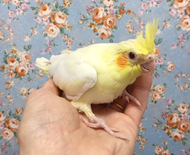 オカメインコ