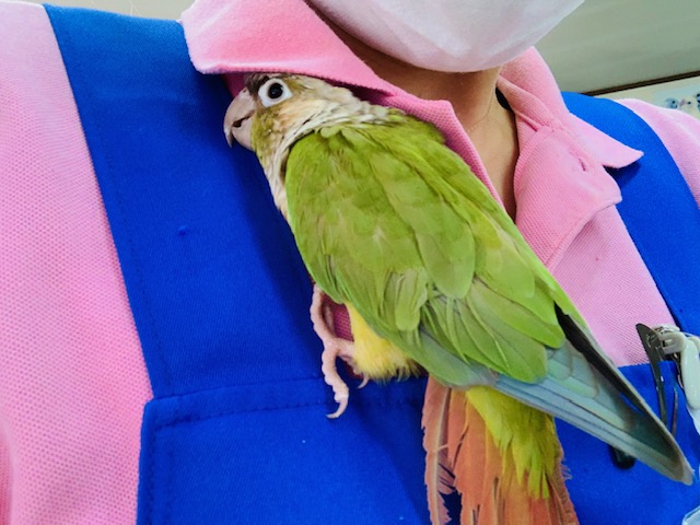 ホオミドリウロコインコ