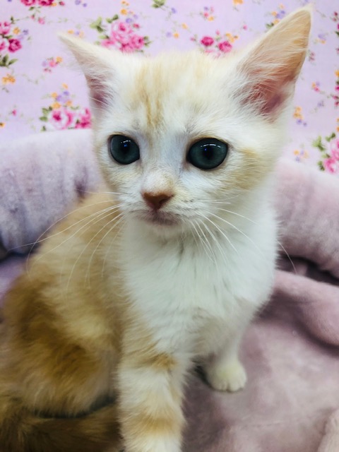 スコティッシュフォールド