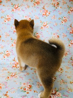 みんな大好き!豆柴います! 豆柴