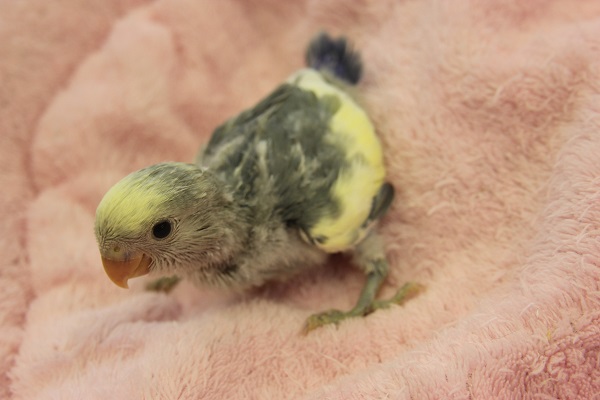 コザクラインコ（小桜インコ）