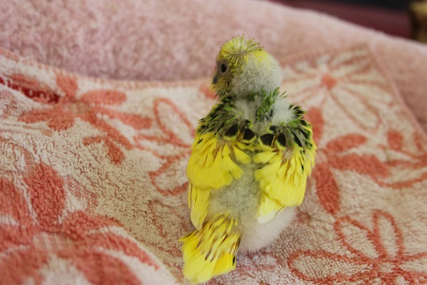 セキセイインコ