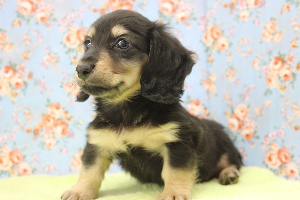 ミニチュアダックス