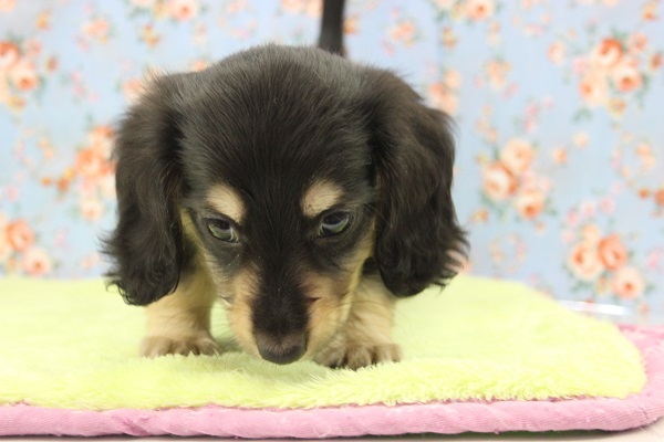 ミニチュアダックス