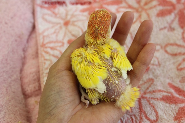 コザクラインコ（小桜インコ）