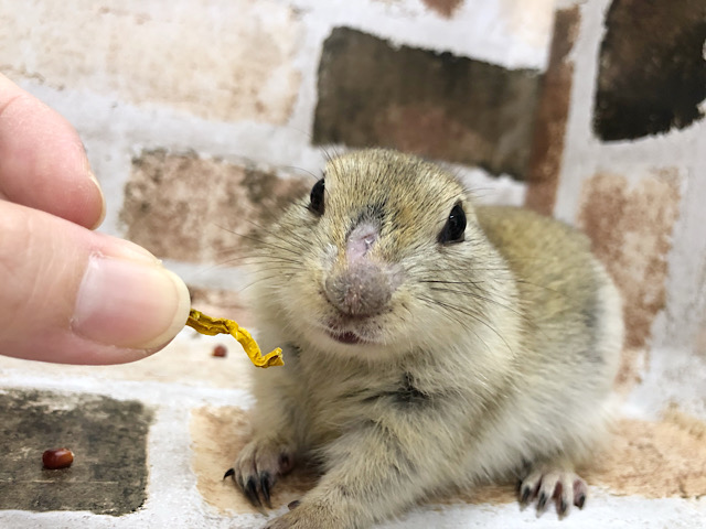 リチャードソンジリス
