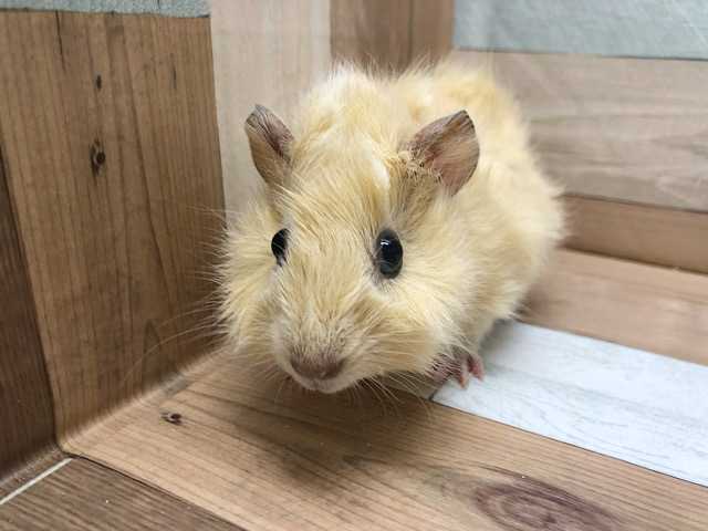 アビシニアンモルモット