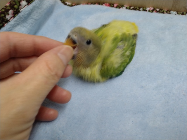 コザクラインコ（小桜インコ）