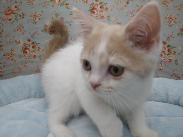 スコティッシュフォールド