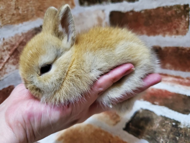 ネザーランドドワーフ