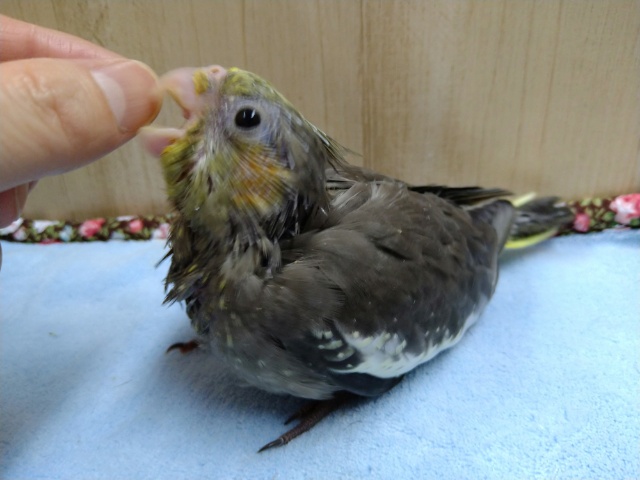 オカメインコのヒナ、来ました〜 オカメインコ