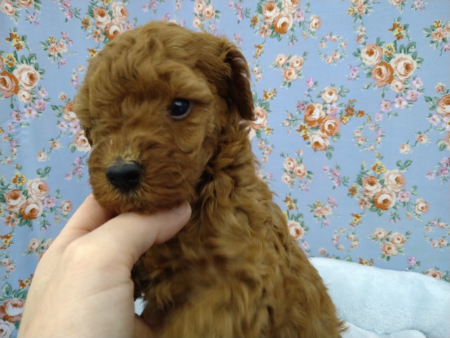 トイプードル