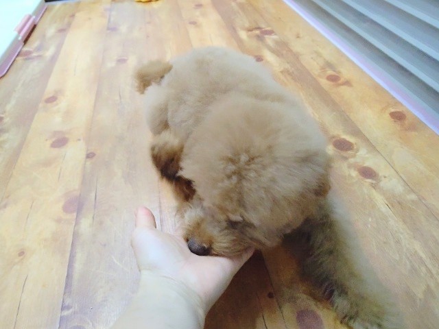 ふわふわ!MIX犬(ポメプープー)男の子♪ ポメプープー