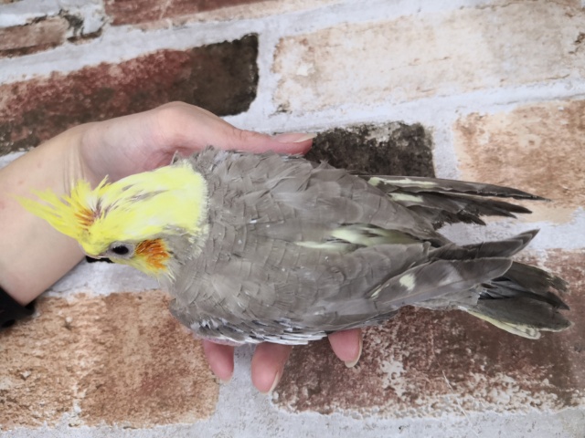 オカメインコ