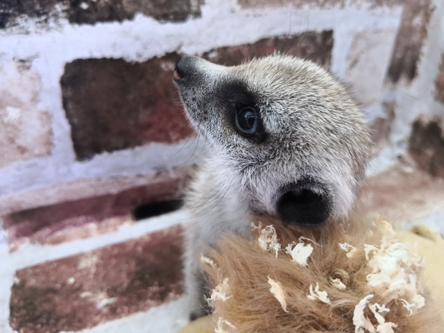 ミーアキャット