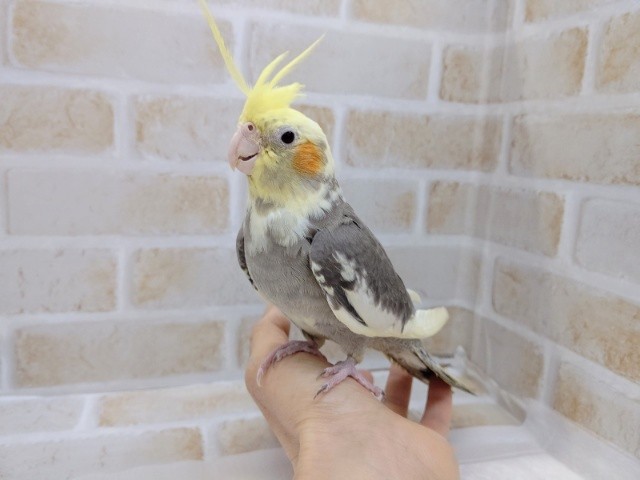 オカメインコ