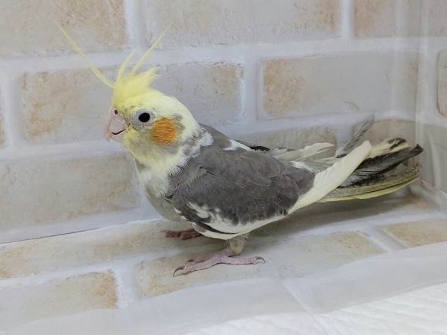 オカメインコ