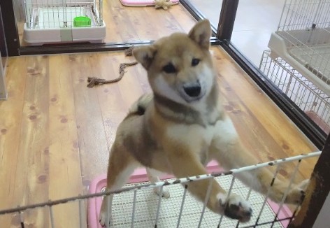 柴犬