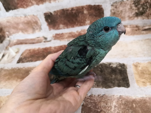 サザナミインコ