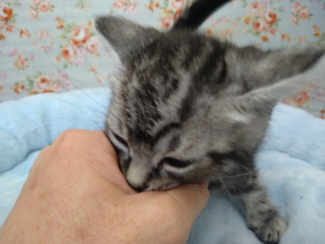 アメリカンショートヘア