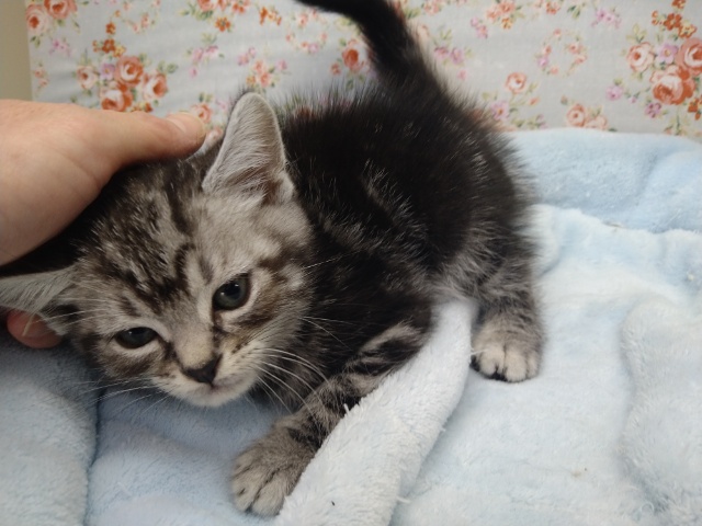 アメリカンショートヘア