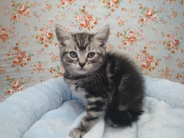 アメリカンショートヘア