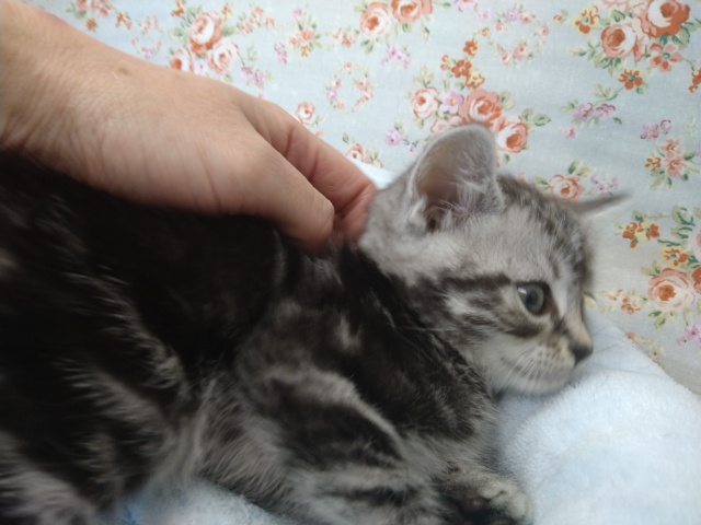 アメリカンショートヘア