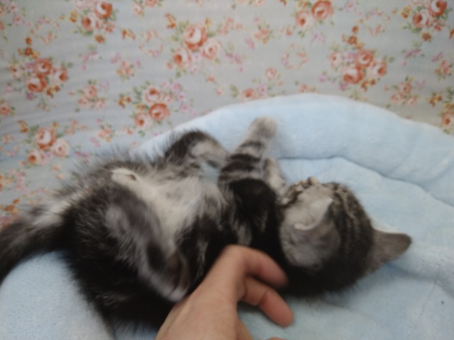 アメリカンショートヘア