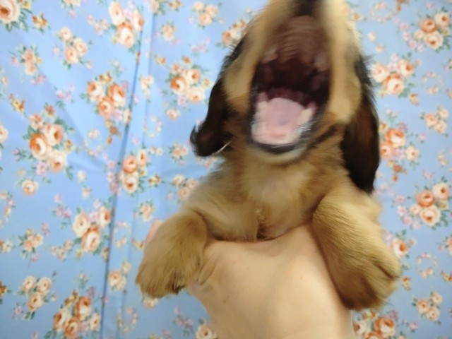 ミニチュアダックス