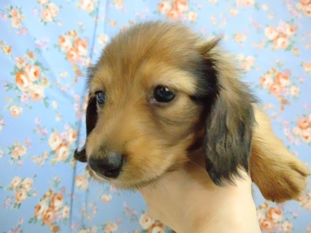 ミニチュアダックス