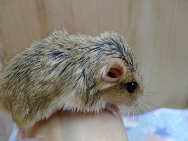 マカロニマウス（ファットテールジャービル、オブトアレチネズミ）