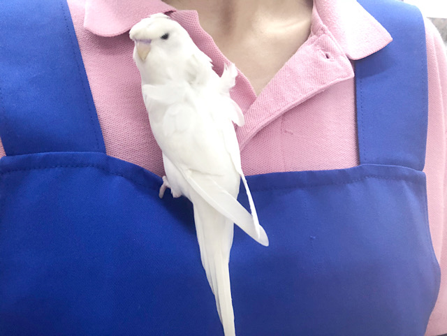 羽衣セキセイインコ