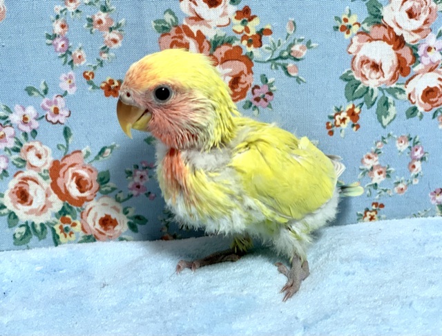 コザクラインコ（小桜インコ）
