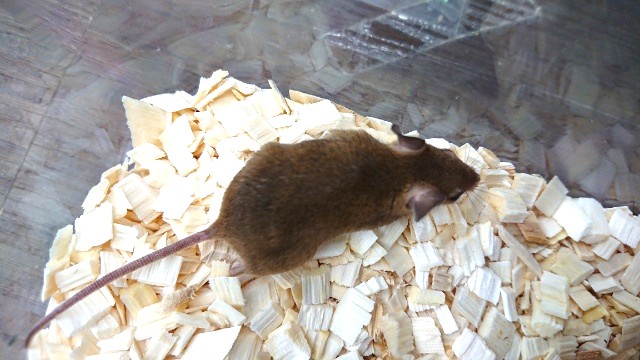 アフリカチビネズミ