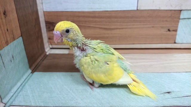 セキセイインコ